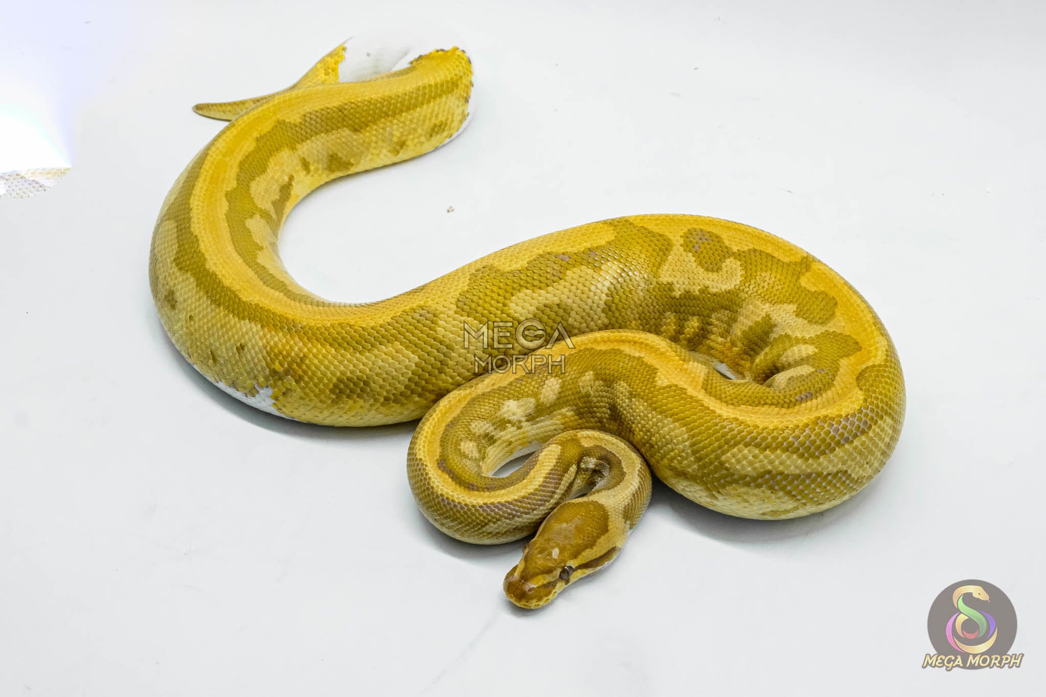 4050 0.1 CARAMEL PIEBALD - Image 1