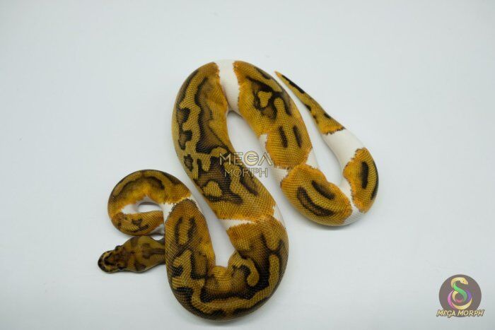 5145 0.1 CLOWN PIEBALD - Image 1