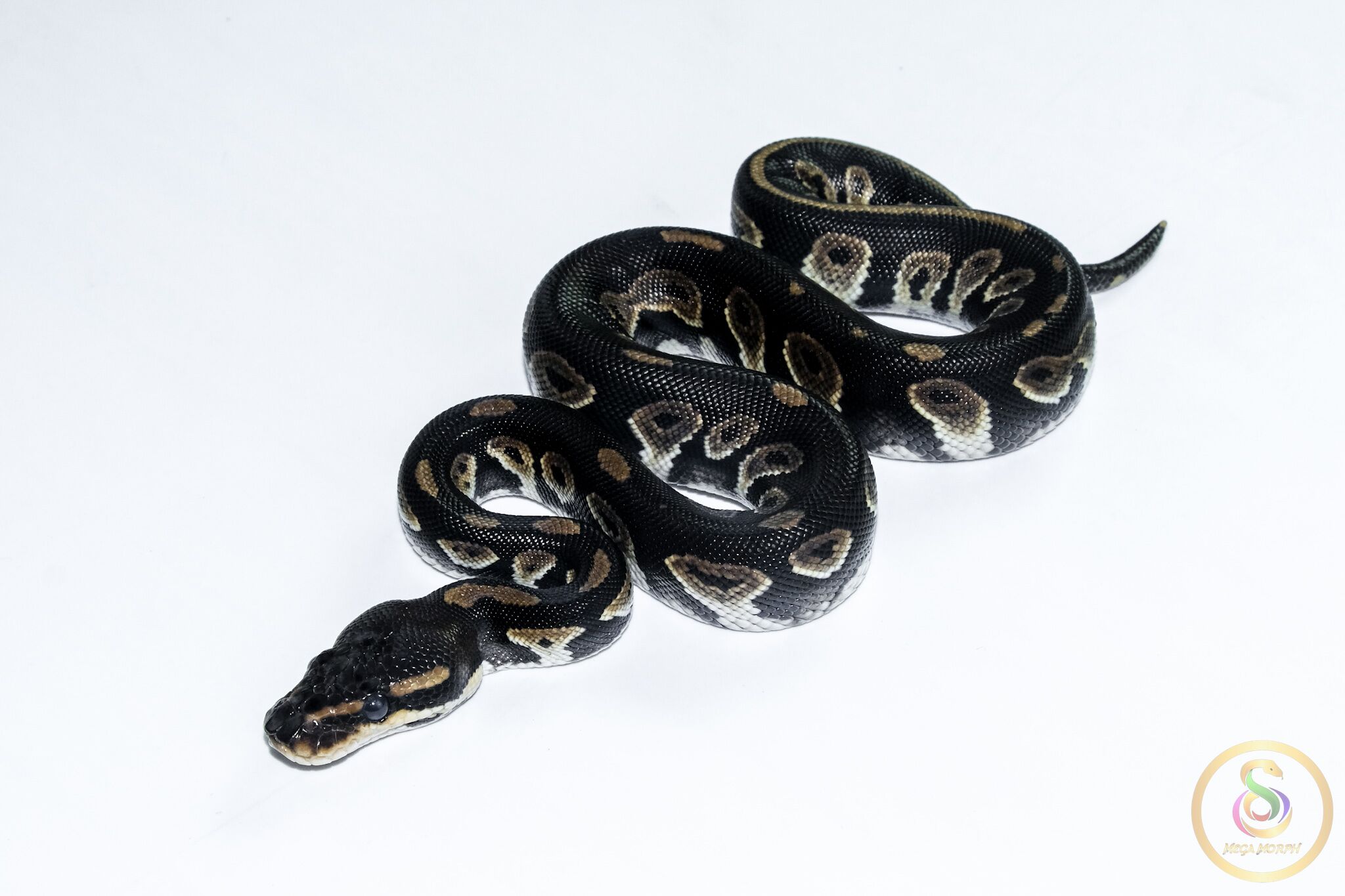 6568 1.0 BLACKHEAD TRICK HET CLOWN - Image 1