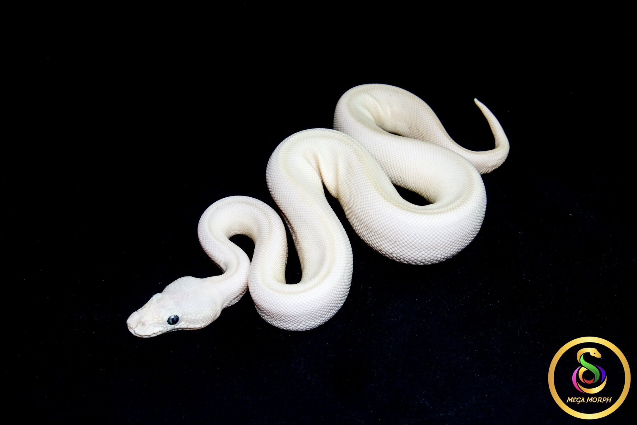 6581 0.1 BEL - Image 1