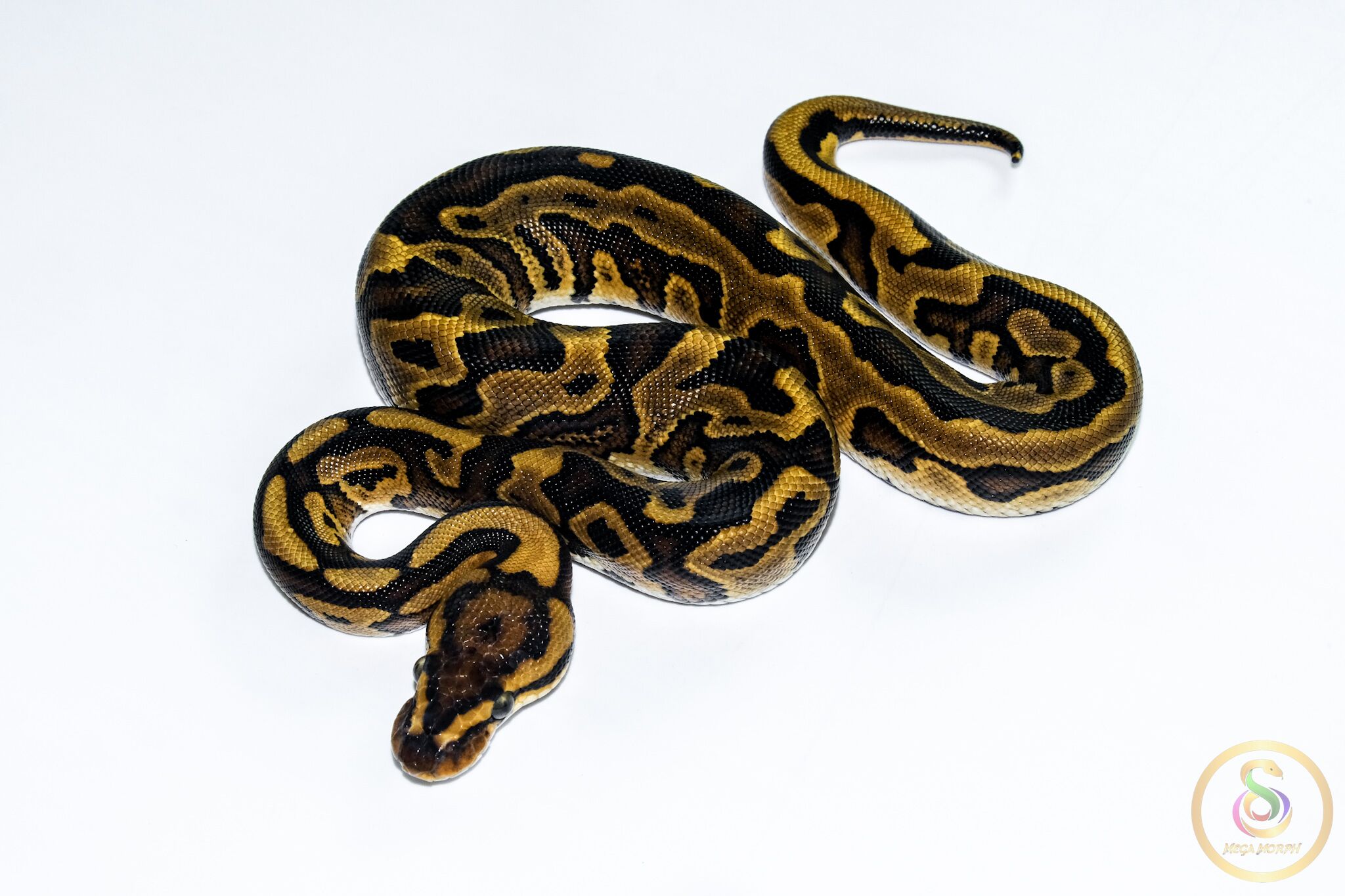 6609 0.1 REDSTRIPE LEOPARD GRAVEL/YELLOW BELLY HET CLOWN - Image 1