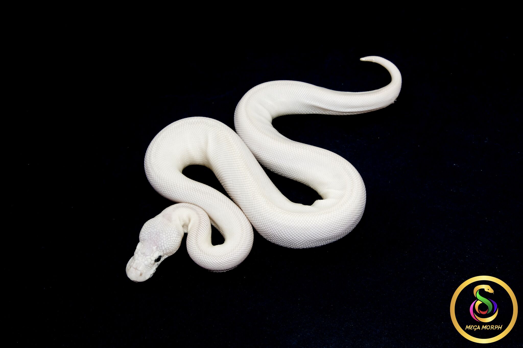 6795 0.1 BEL - Image 1