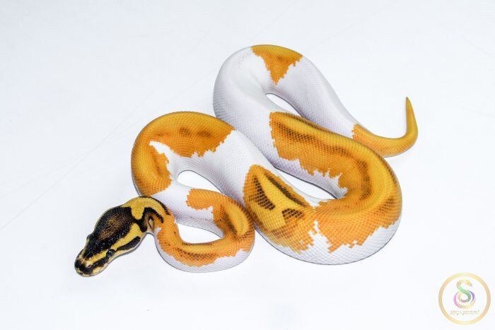 6525 0.1 SUPER ORANGE DREAM ENCHI YELLOW BELLY PIEBALD - Image 1