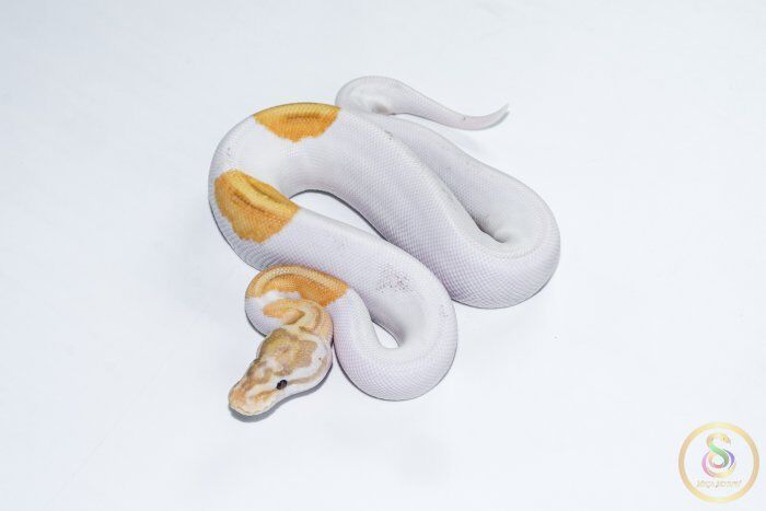 6618 1.0 BANANA PINTO PIEBALD - Image 1