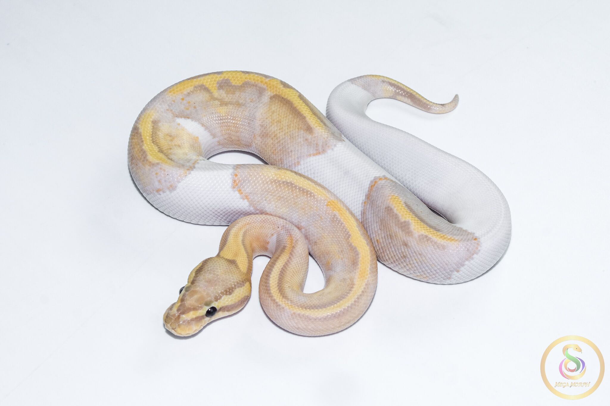 6622 1.0 BANANA PASTEL PIEBALD - Image 1