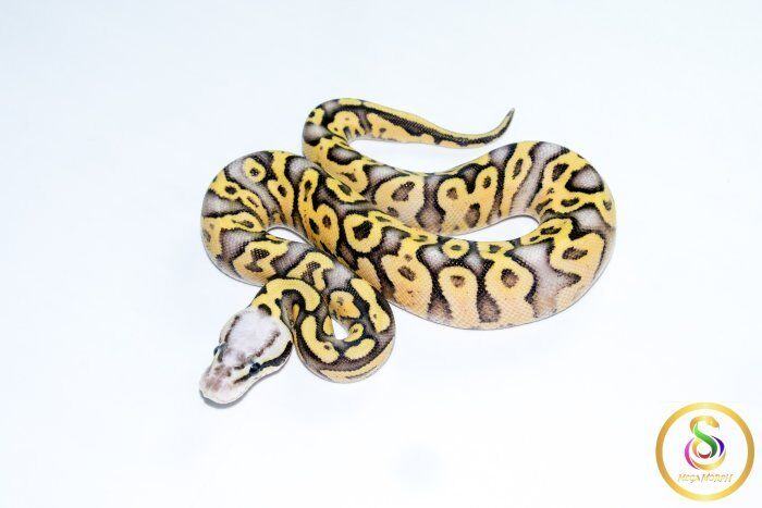 6769 0.1 SUPER PASTEL GRAVEL - Image 1