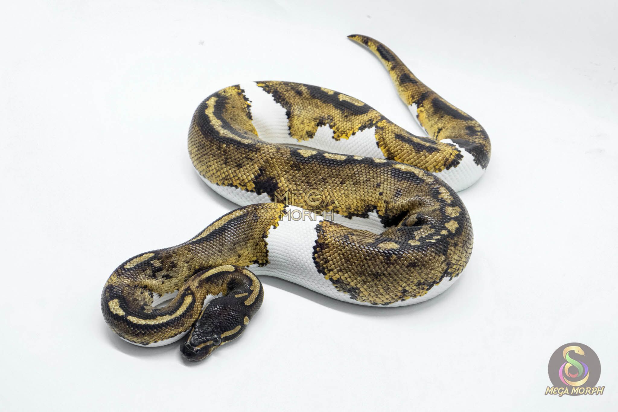 4673-1-1.jpg 4673 1.0 BLACKHEAD PIEBALD 50% DOUBLE HET BLACK AXANTHIC HYPO - Image 1