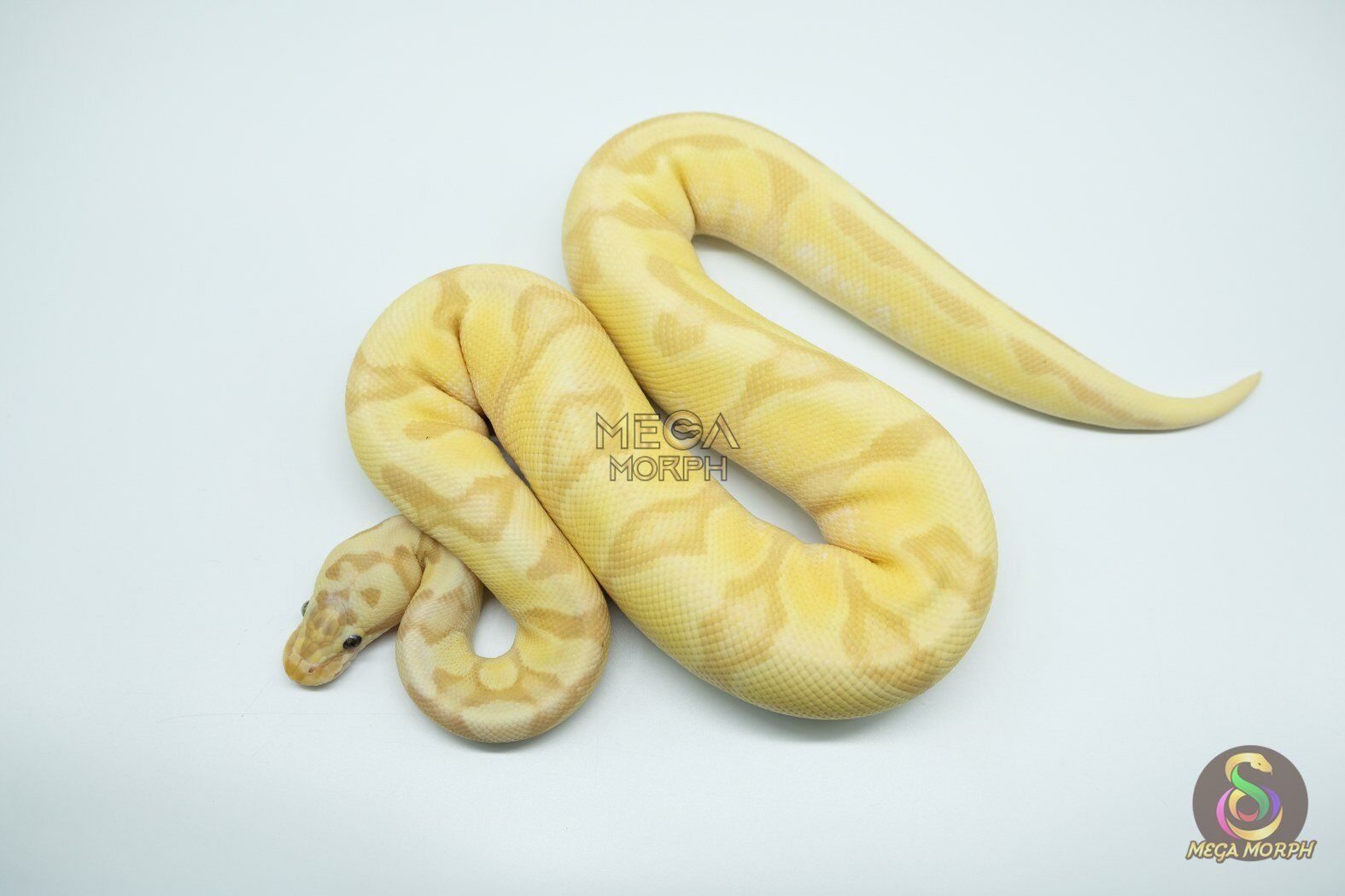 4798-1-1.jpg 4798 0.1 BANANA ORANGE DREAM ENCHI FIREFLY - Image 1