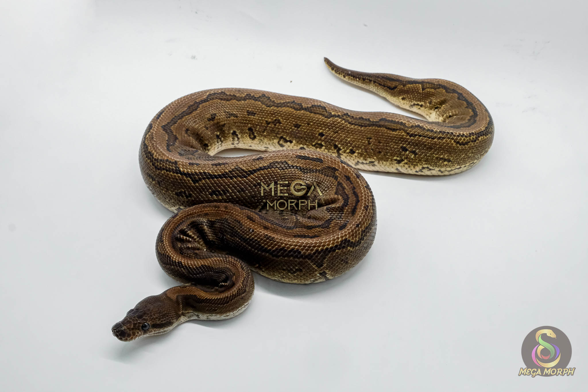4811 1.0 PINSTRIPE BLACK PASTEL YELLOW BELLY BELLY - Image 1