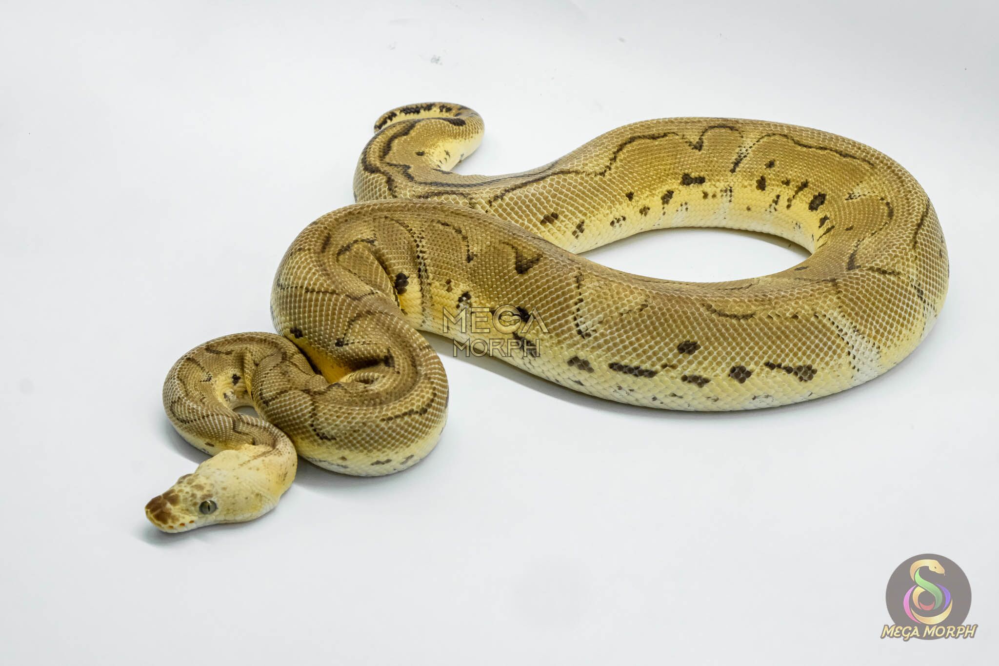 4934-1-1.jpg 4934 1.0 SUPER PASTEL YELLOW BELLY CLOWN - Image 1