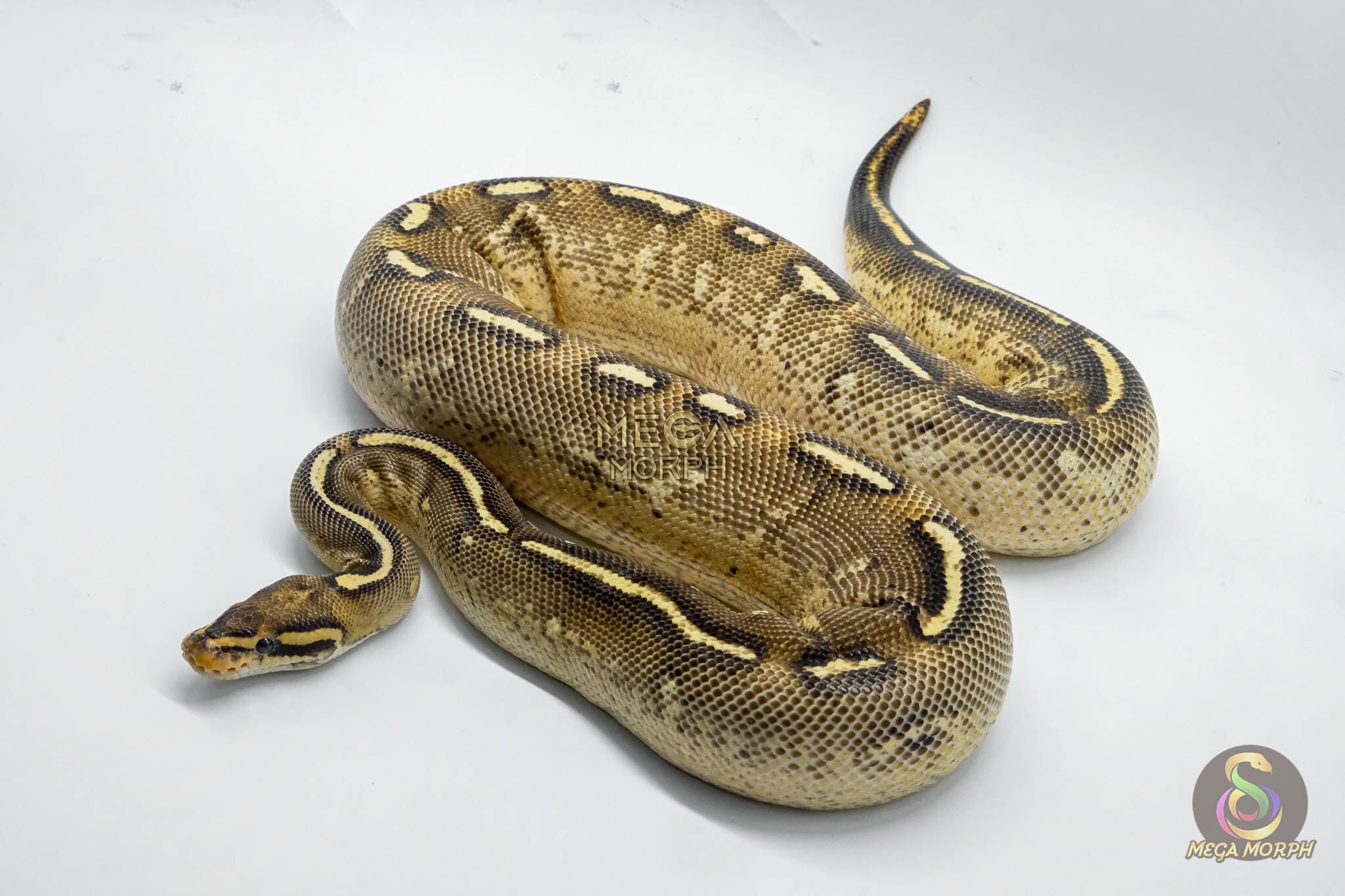 5084-1-1.jpg 5084 0.1 SUPER GRAVEL - Image 1