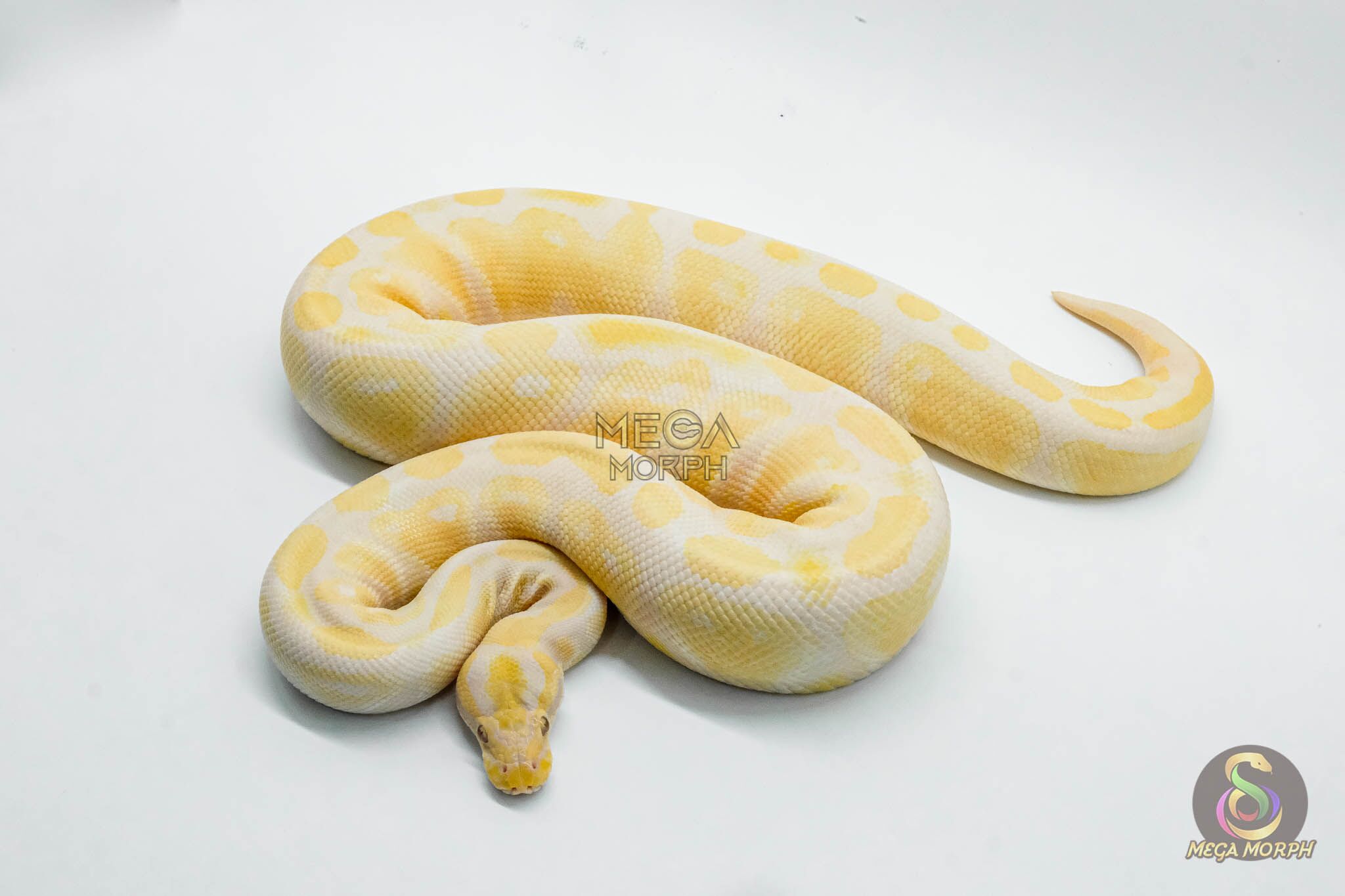 5157-1-1.jpg 5157 1.0 LAVENDER - Image 1