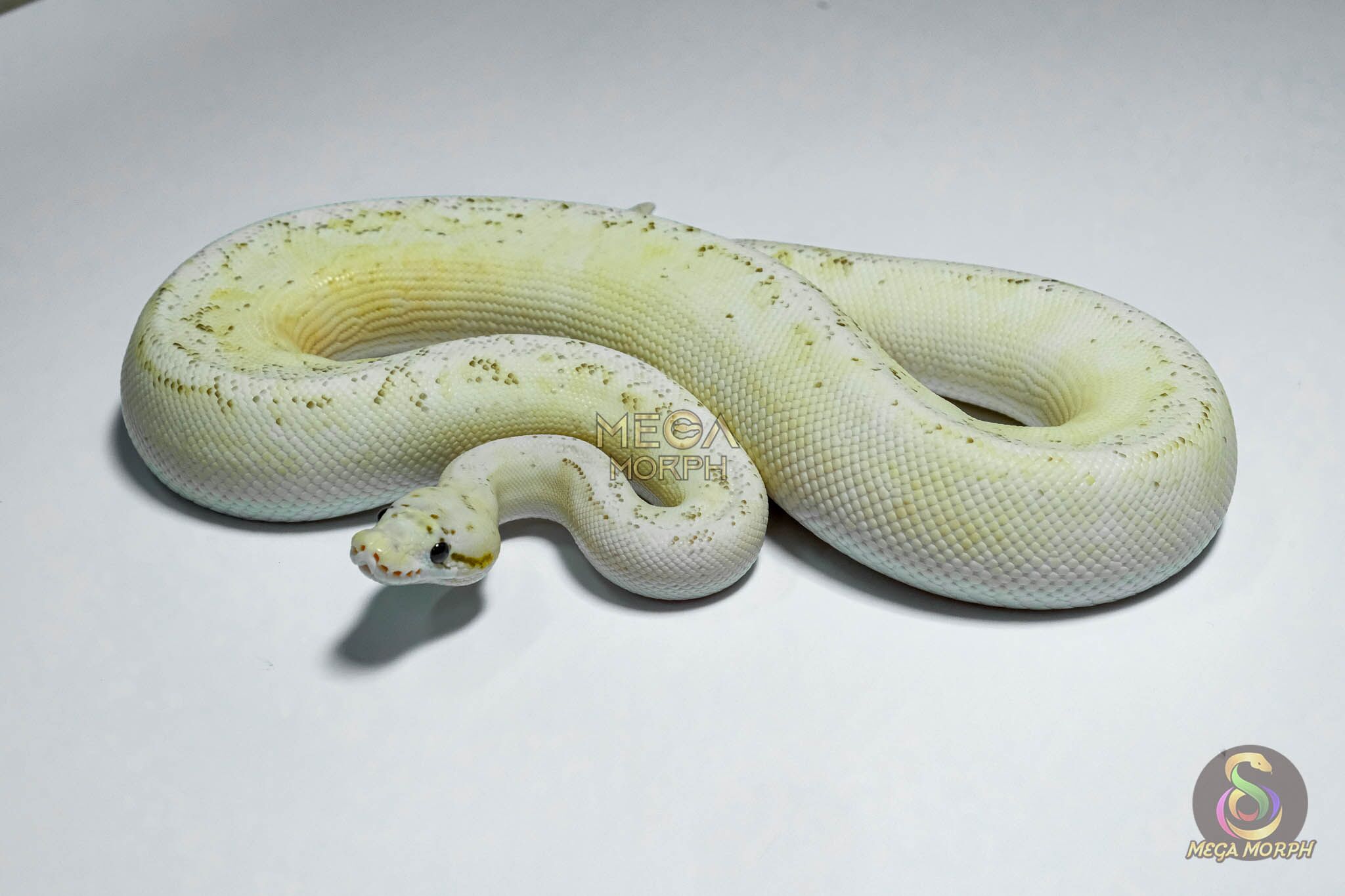 5329-1-1.jpg 5329 0.1 BUMBLEBEE FIRE FREEWAY - Image 1