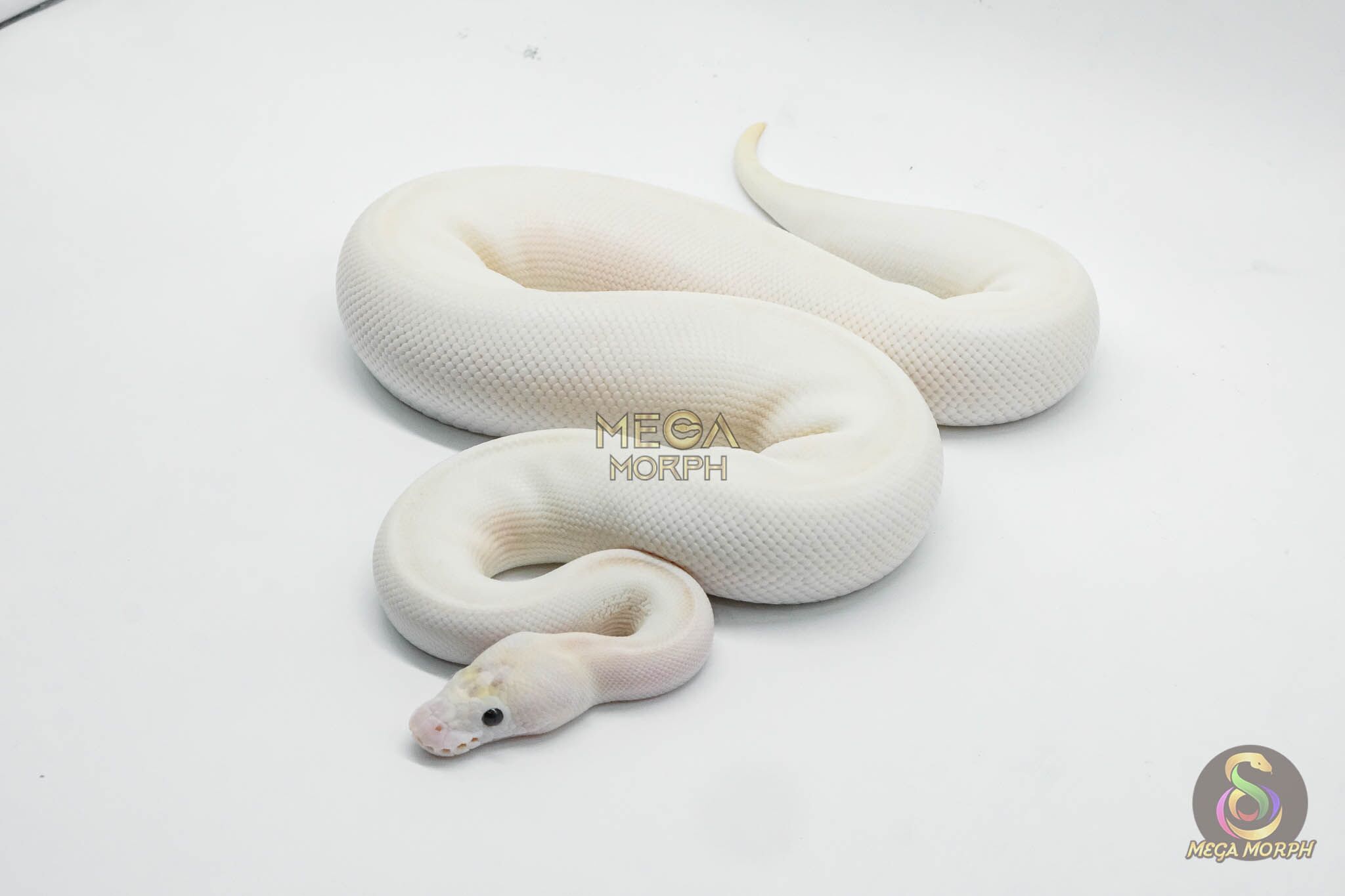 6438-1-1.jpg 6438 1.0 ENCHI SPOTNOSE IVORY CLOWN - Image 1