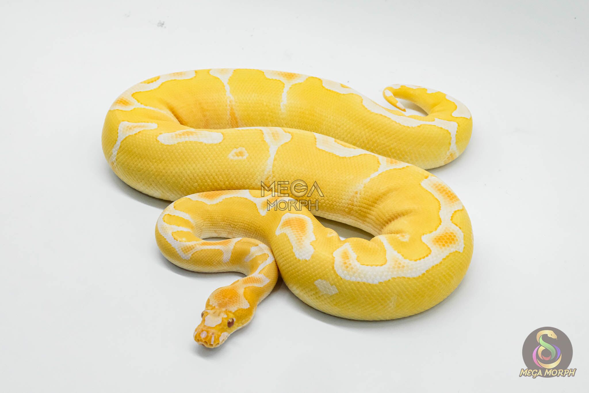 6450-1-1.jpg 6450 0.1 YELLOW BELLY GRAIL - Image 1