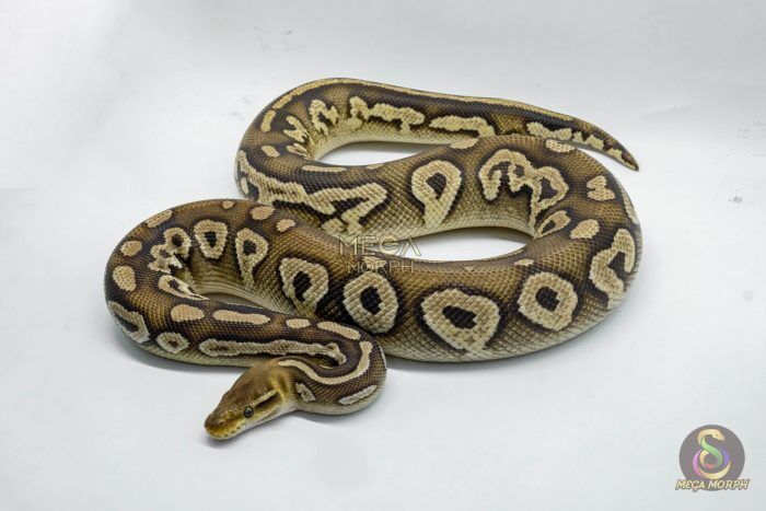 4718-1-1.jpg 4718 1.0 BLACKHEAD PASTAVE CALICO - Image 1