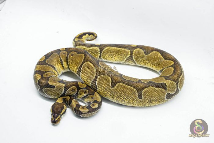 5722-1-1.jpg 5722 0.1 ENCHI HET ALBINO/CANDY - Image 1
