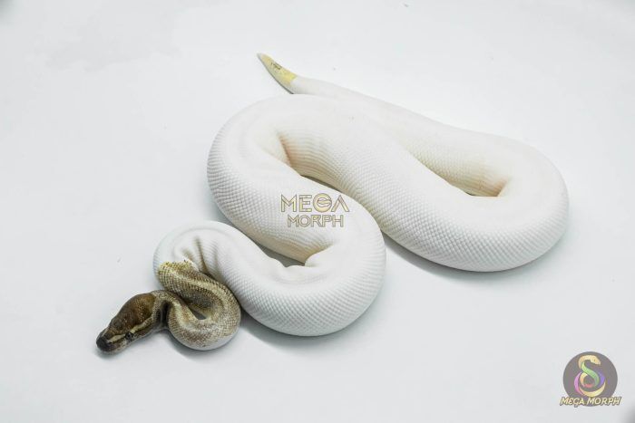 5821-1-1.jpg 5821 0.1 MOJAVE PASTEL PIEBALD - Image 1