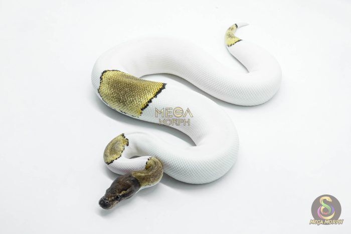 5822-1-1.jpg 5822 0.1 MOJAVE PASTEL PIEBALD - Image 1