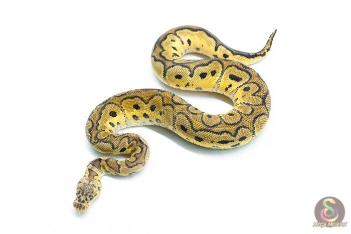 6285-1-1.jpg 6285 1.0 RS PASTEL CLOWN - Image 1