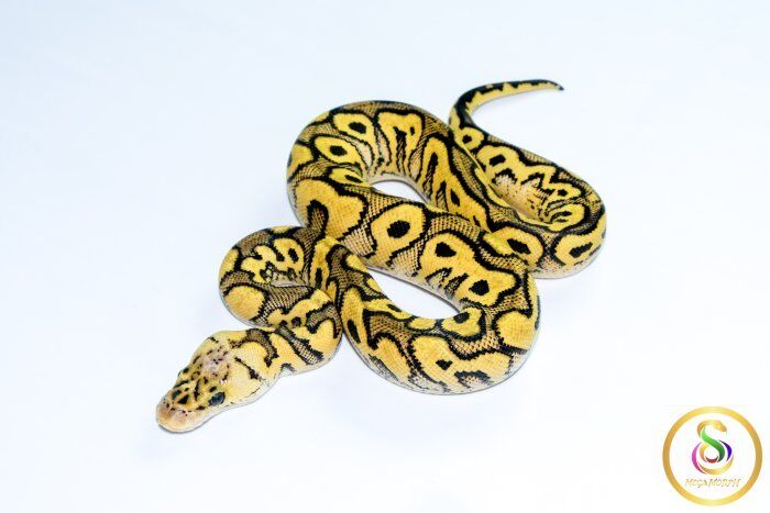 6760 0.1 PASTEL YELLOW BELLY CLOWN - Image 1