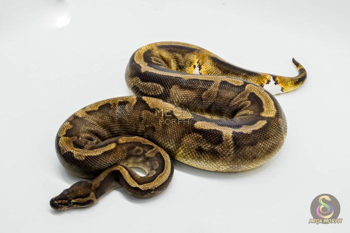 4062 0.1 SUPER GHI PIEBALD - Image 1