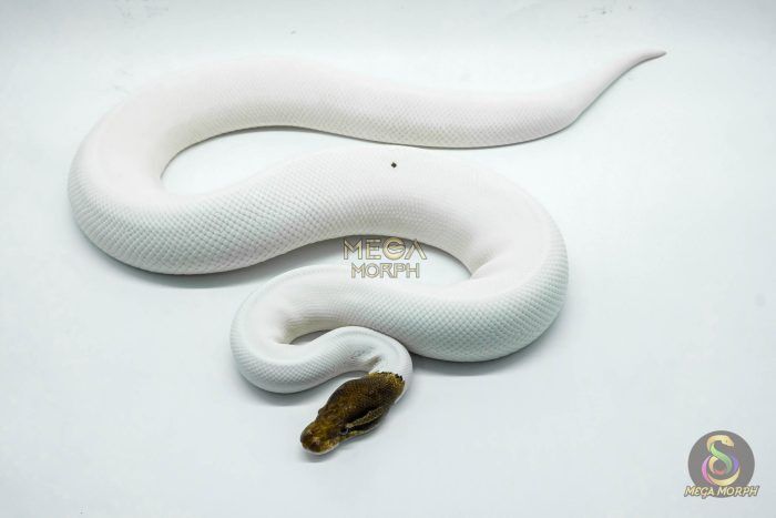 4420 1.0 CINNAMON PIEBALD POSSIBLE YELLOW BELLY - Image 1