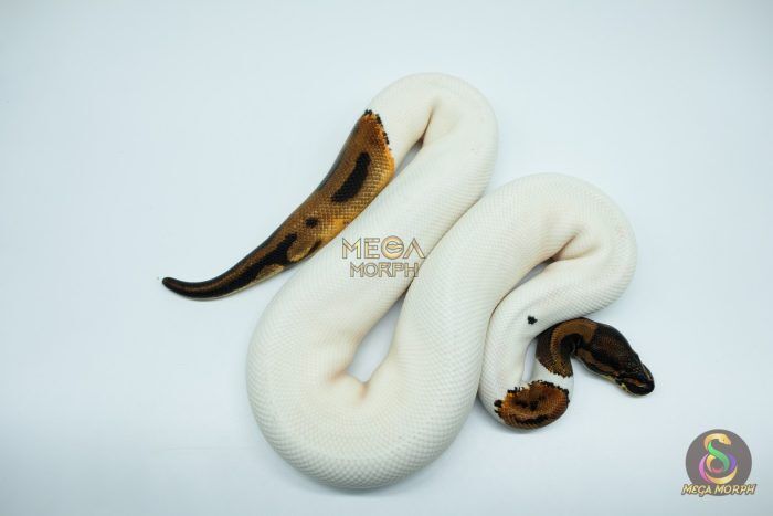4576 0.1 ORANGE DREAM LEOPARD PIEBALD - Image 1