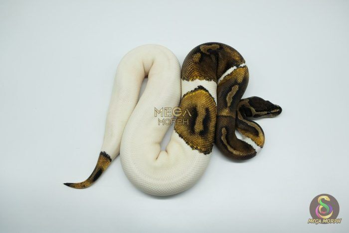 4777 0.1 MAHOGANY PIEBALD - Image 1