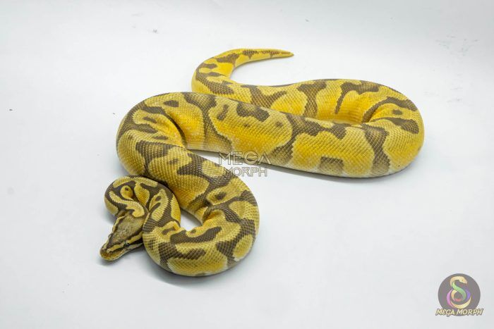 5025 1.0 PASTEL ORANGE DREAM ENCHI HYPO - Image 1