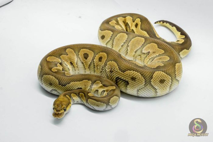 5414 0.1 REDSTRIPE YELLOW BELLY LEOPARD HET HYPO - Image 1