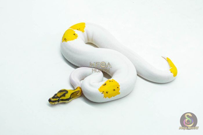 6049 0.1 ORANGE DREAM LEOPARD FIRE YELLOW BELLY PIED - Image 1