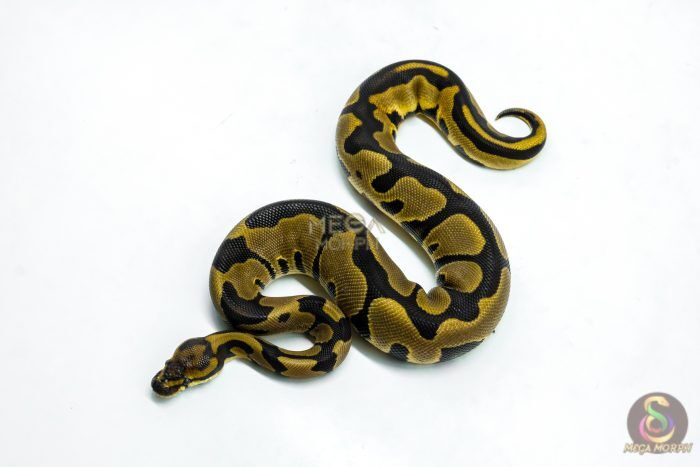 6265 0.1 LEO BLADE H.CLOWN - Image 1