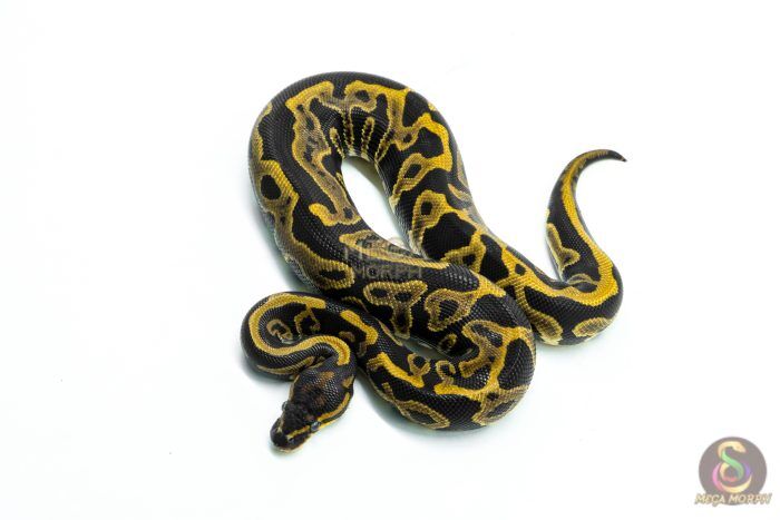 6309 0.1 LEO HUFFMAN H.PIED - Image 1