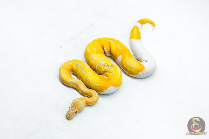 6332-1-1.jpg 6332 0.1 CANDY PIED - Image 1