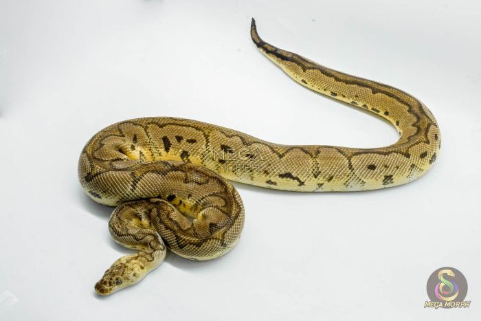 4422 1.0 PASTEL YELLOW BELLY CLOWN - Image 1