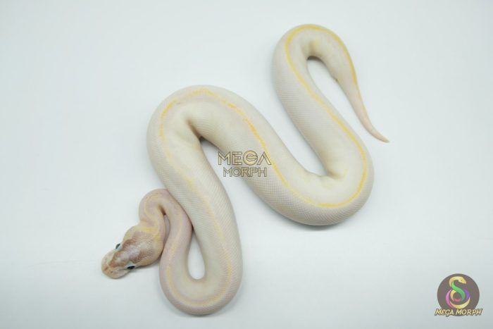 5287 0.1 SUPER ENCHI BLACKHEAD BANANA IVORY - Image 1