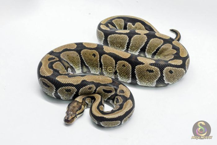5339 0.1 HET DESERT GHOST - Image 1