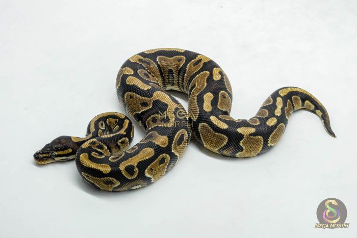 6105-1-1.jpg 6105 0.1 YELLOW BELLY HET 100% PIED - Image 1