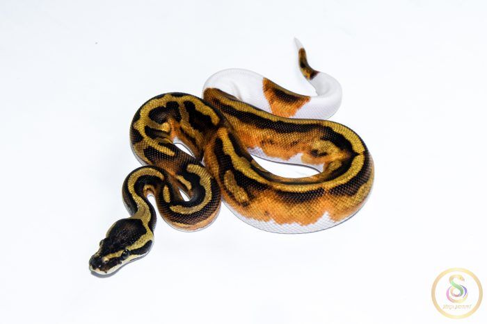6671 1.0 HUFFMAN ENCHI PIEBALD - Image 1
