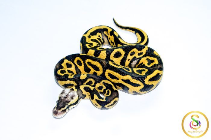 6739 0.1 LEOPARD PASTEL FIRE YELLOW BELLY - Image 1