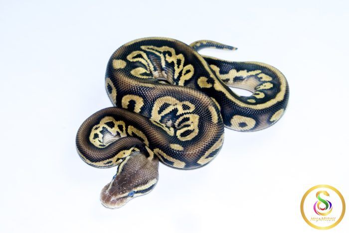 6741 1.0 BLACKHEAD LEOPARD PASTEL - Image 1