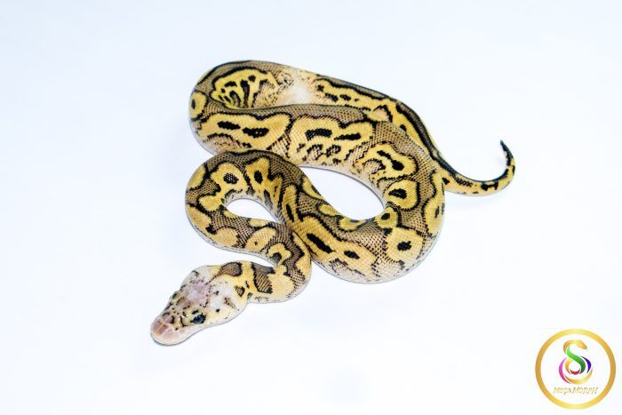 6761 1.0 PASTEL YELLOW BELLY CLOWN - Image 1