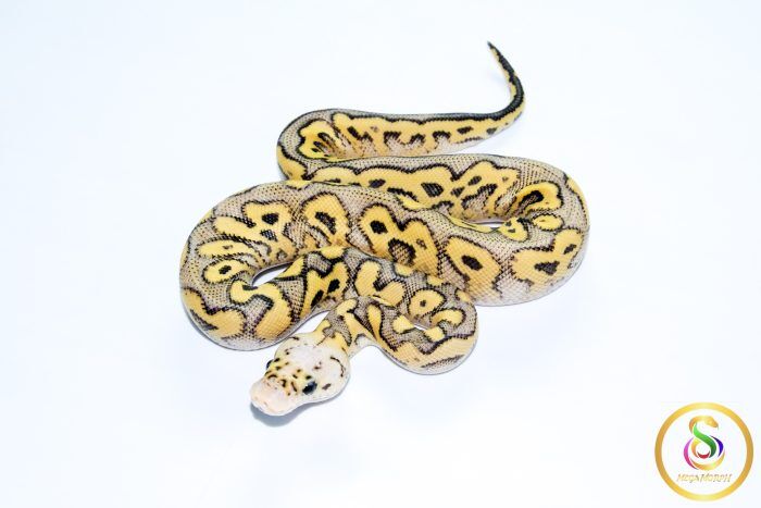 6762 1.0 SUPER PASTEL YELLOW BELLY CLOWN - Image 1