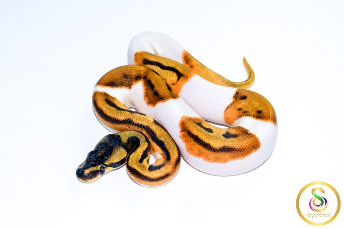 6765 0.1 ORANGE DREAM LEOPARD ENCHI PIEBALD - Image 1