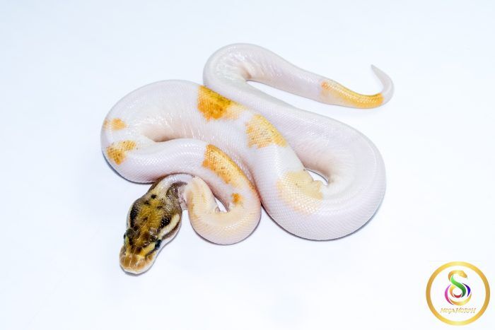 6766 0.1 ORANGE DREAM MOJAVE ENCHI PIEBALD - Image 1