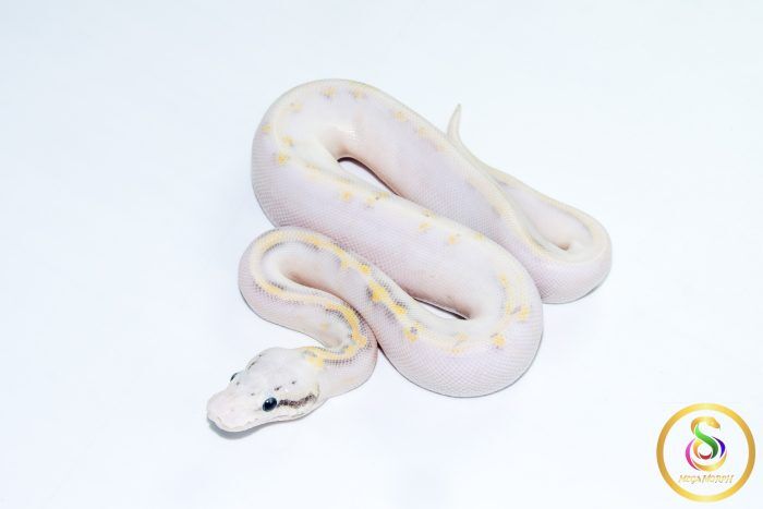 6768 0.1 SUPER PASTEL HIGHWAY POSS CALICO - Image 1