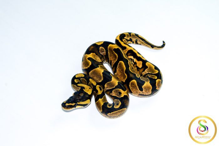6773 1.0 CALICO GRAVEL - Image 1
