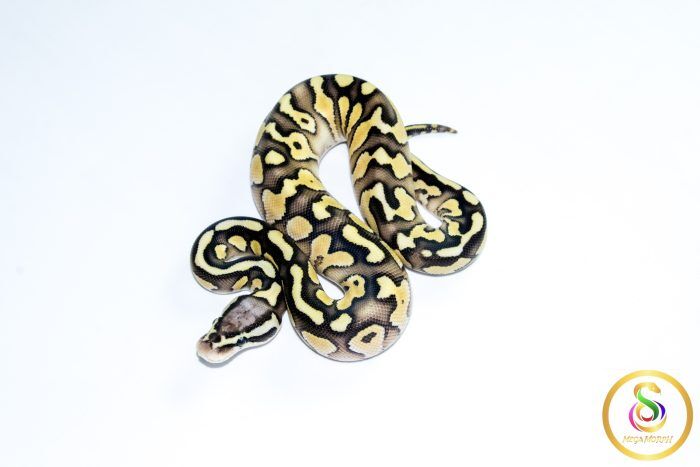 6776 0.1 SUPER PASTEL BUTTER ORANGE DREAM HET CLOWN - Image 1