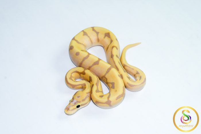 6782 1.0 BANANA ORANGE DREAM ENCHI SPOTNOSE PASTEL REDSTRIPE FIRE - Image 1